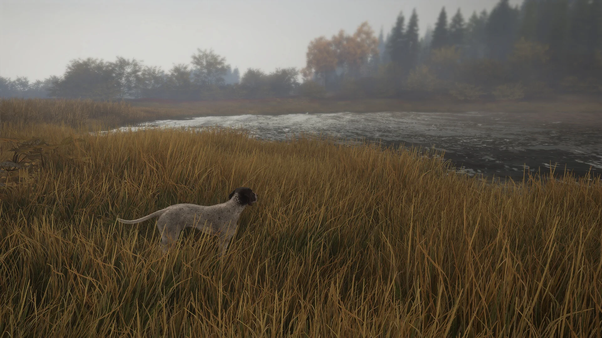 theHunter: Call of the Wild™ - German Shorthaired Pointer - Image 6