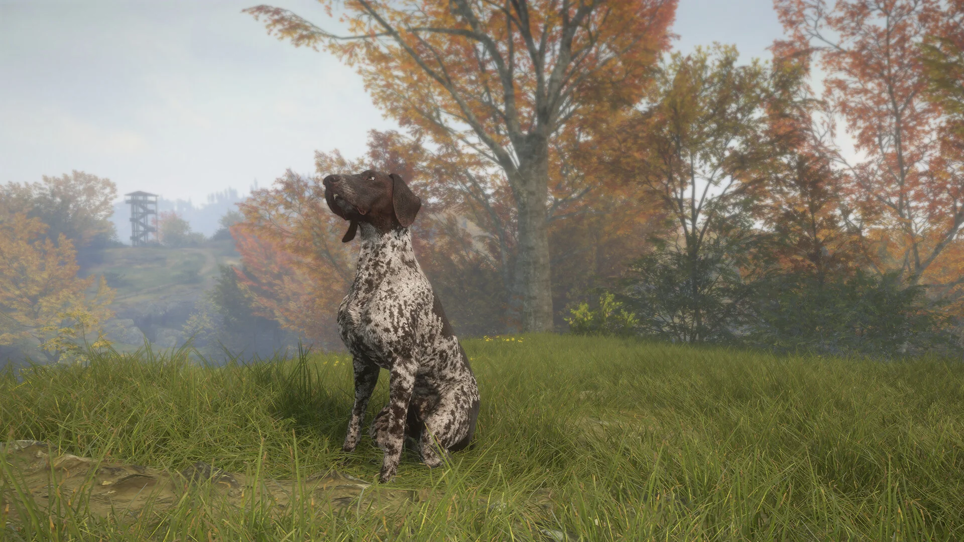 theHunter: Call of the Wild™ - German Shorthaired Pointer - Image 7
