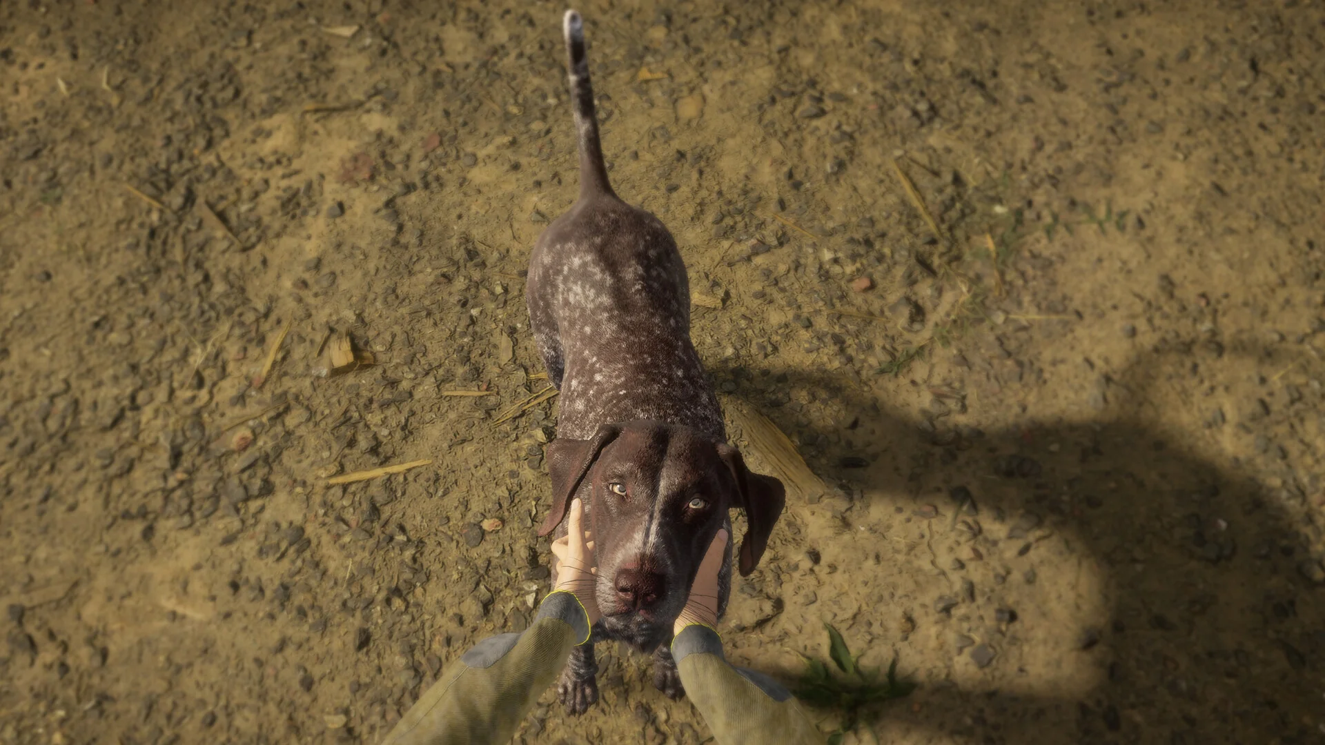 theHunter: Call of the Wild™ - German Shorthaired Pointer - Image 8