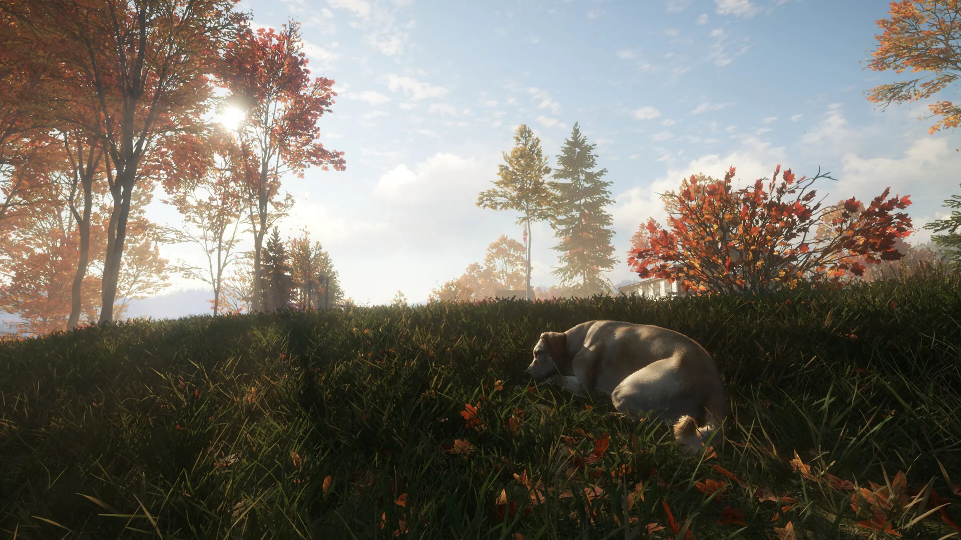 theHunter: Call of the Wild™ - Labrador Retriever - Image 2